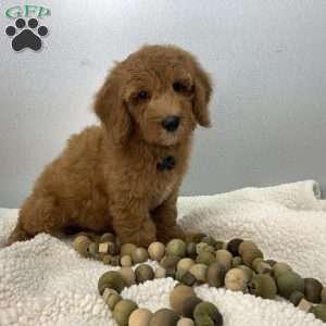 Calvin, Miniature Poodle Puppy